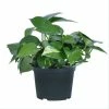 United Nursery Golden Pothos in 6 in. Grower Pot