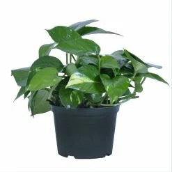United Nursery Golden Pothos in 6 in. Grower Pot