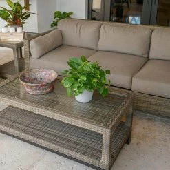 United Nursery Golden Pothos in 6 in. Grower Pot -Cheap Garden Center Store united nursery indoor plants 22310 c3 1000