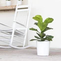 United Nursery Ficus Lyrata Plant Live Fiddle Leaf Fig Houseplant in 9.25 in. Grower Pot -Cheap Garden Center Store united nursery indoor plants 23782 31 1000