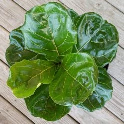 United Nursery Ficus Lyrata Plant Live Fiddle Leaf Fig Houseplant in 9.25 in. Grower Pot -Cheap Garden Center Store united nursery indoor plants 23782 4f 1000