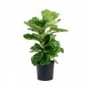United Nursery Ficus Lyrata Plant Live Fiddle Leaf Fig Houseplant in 9.25 in. Grower Pot -Cheap Garden Center Store united nursery indoor plants 23782 64 1000
