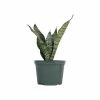 United Nursery Sansevieria Zeylanica Live Indoor Snake Plant Shipped in 6 in. Grower Pot 14 in. - 22 in. Tall -Cheap Garden Center Store united nursery indoor plants 26455 64 1000