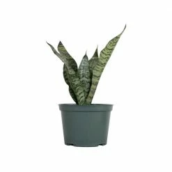 United Nursery Sansevieria Zeylanica Live Indoor Snake Plant Shipped in 6 in. Grower Pot 14 in. - 22 in. Tall