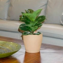 United Nursery Ficus Lyrata Fiddle Leaf Fig in 6 in. Grower Pot -Cheap Garden Center Store united nursery indoor plants 26646 31 1000