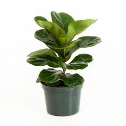 United Nursery Ficus Lyrata Fiddle Leaf Fig in 6 in. Grower Pot