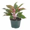 United Nursery 12 in. Tall to 17 in. Tall Aglaonema Sapphire Suzanne Live Indoor Outdoor Houseplant in Grower Pot 2 United Nursery 12 in. Tall to 17 in. Tall Aglaonema Sapphire Suzanne Live Indoor Outdoor Houseplant in Grower Pot -Cheap Garden Center Store united nursery indoor plants 27148 64 1000