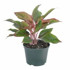 United Nursery 12 in. Tall to 17 in. Tall Aglaonema Sapphire Suzanne Live Indoor Outdoor Houseplant in Grower Pot