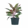 United Nursery Aglaonema Siam Aurora Live Indoor Outdoor Houseplant in Grower Pot 12 in. - 17 in. Tall -Cheap Garden Center Store united nursery indoor plants 27223 64 1000