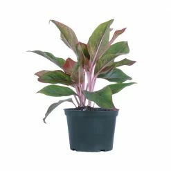 United Nursery Aglaonema Siam Aurora Live Indoor Outdoor Houseplant in Grower Pot 12 in. - 17 in. Tall