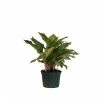 United Nursery Aglaonema Sparkling Sarah Live Indoor Outdoor Houseplant in Grower Pot 12 in. - 17 in. Tall -Cheap Garden Center Store united nursery indoor plants 27261 64 1000