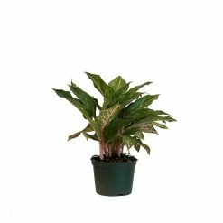 United Nursery Aglaonema Sparkling Sarah Live Indoor Outdoor Houseplant in Grower Pot 12 in. - 17 in. Tall