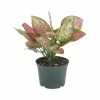 United Nursery 12 in. to 16 in. Tall Aglaonema Ruby Ray Live Indoor Houseplant Shipped in 6 in. Grower Pot
