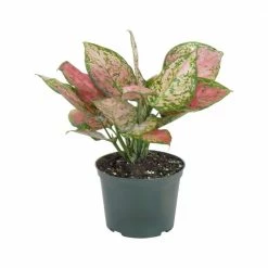 United Nursery 12 in. to 16 in. Tall Aglaonema Ruby Ray Live Indoor Houseplant Shipped in 6 in. Grower Pot