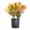 United Nursery Croton Petra Codiaeum Variegatum Live Outdoor Indoor House Plant Ships in 9.25 in. Pot at 26 in. to 30 in. Tall -Cheap Garden Center Store united nursery indoor plants 71461 64 1000