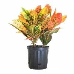 United Nursery Croton Petra Codiaeum Variegatum Live Outdoor Indoor House Plant Ships in 9.25 in. Pot at 26 in. to 30 in. Tall