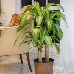 United Nursery 28 in. to 34 in. Tall Dracaena Mass Cane Corn Plant 2 Stem Plant in 9.25 in. Grower Pot -Cheap Garden Center Store united nursery indoor plants 73823 4f 1000