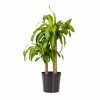 United Nursery 28 in. to 34 in. Tall Dracaena Mass Cane Corn Plant 2 Stem Plant in 9.25 in. Grower Pot