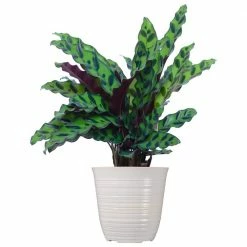 United Nursery 12 in. to 18 in. Tall Calathea Rattlesnake Plant in White Decor Pot