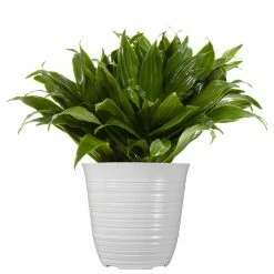 United Nursery 14 in. to 16 in. Tall Dracaena Janet Craig Plant in 6 in. White Decor Pot