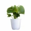 United Nursery 14 in. to 18 in. Tall Swiss Cheese Plant Monstera Deliciosa Plant in 6 in. White Decor Pot 2 United Nursery 14 in. to 18 in. Tall Swiss Cheese Plant Monstera Deliciosa Plant in 6 in. White Decor Pot -Cheap Garden Center Store united nursery indoor plants 74387 64 1000