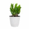 United Nursery 14 in. to 16 in. Tall ZZ Plant Zamioculcas zamiifolia Plant in 6 in. White Decor Pot -Cheap Garden Center Store united nursery indoor plants 74400 64 1000