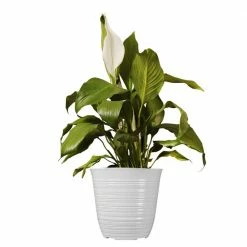 United Nursery 14 in. to 16 in. Tall Peace Lily Plant Spathiphyllum in 6 in. White Decor Pot