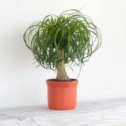 United Nursery 12 in. to 18 in. Tall Ponytail Palm Plant in White Decor Pot 9 United Nursery 12 in. to 18 in. Tall Ponytail Palm Plant in White Decor Pot -Cheap Garden Center Store united nursery indoor plants 74424 31 1000