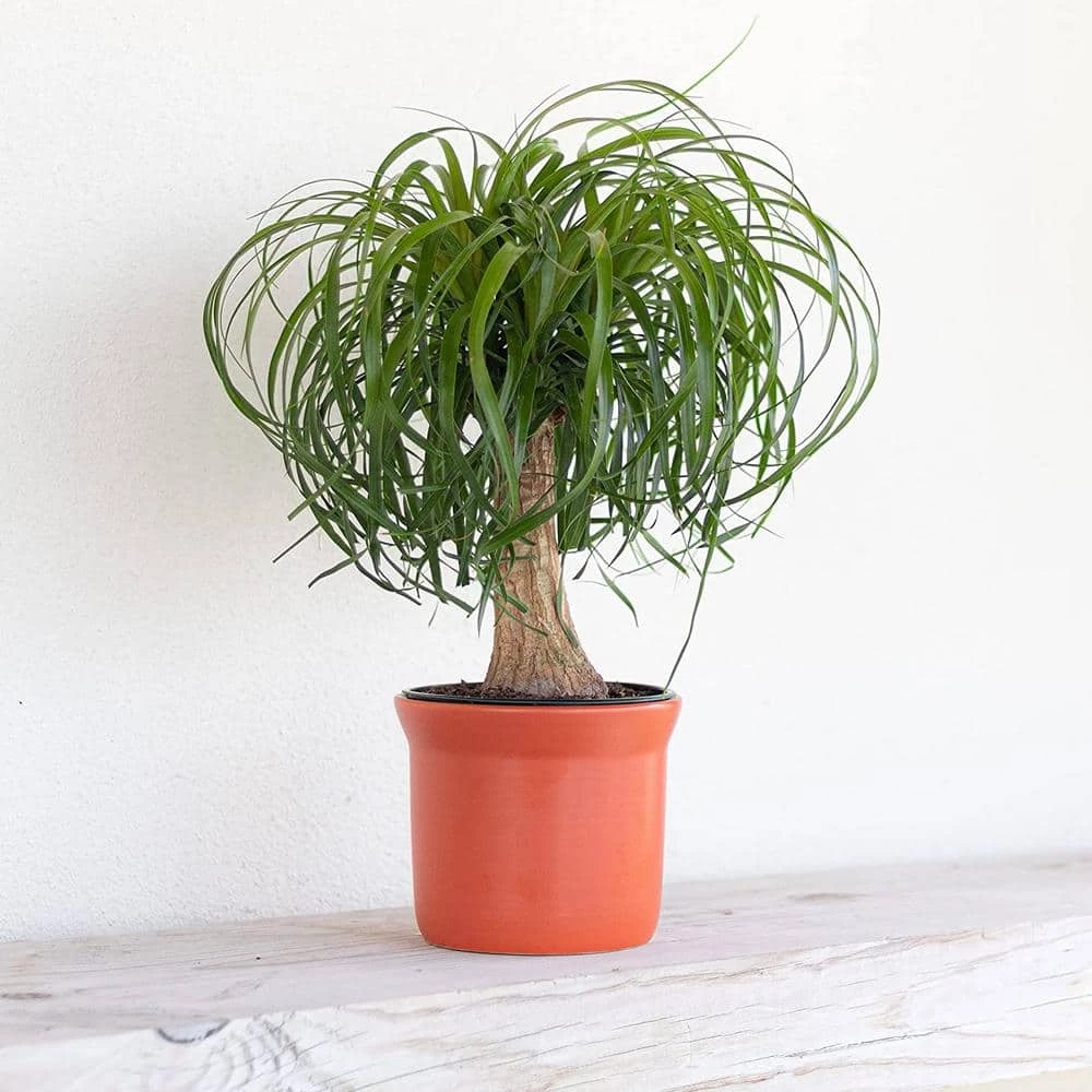 United Nursery 12 in. to 18 in. Tall Ponytail Palm Plant in White Decor Pot 6 United Nursery 12 in. to 18 in. Tall Ponytail Palm Plant in White Decor Pot - Image 4