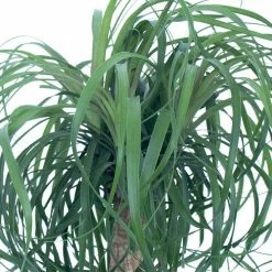 United Nursery 12 in. to 18 in. Tall Ponytail Palm Plant in White Decor Pot 8 United Nursery 12 in. to 18 in. Tall Ponytail Palm Plant in White Decor Pot -Cheap Garden Center Store united nursery indoor plants 74424 4f 1000