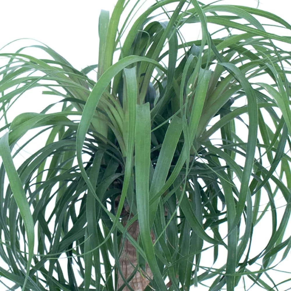 United Nursery 12 in. to 18 in. Tall Ponytail Palm Plant in White Decor Pot 5 United Nursery 12 in. to 18 in. Tall Ponytail Palm Plant in White Decor Pot - Image 3