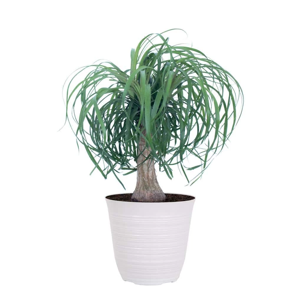 United Nursery 12 in. to 18 in. Tall Ponytail Palm Plant in White Decor Pot 3 United Nursery 12 in. to 18 in. Tall Ponytail Palm Plant in White Decor Pot