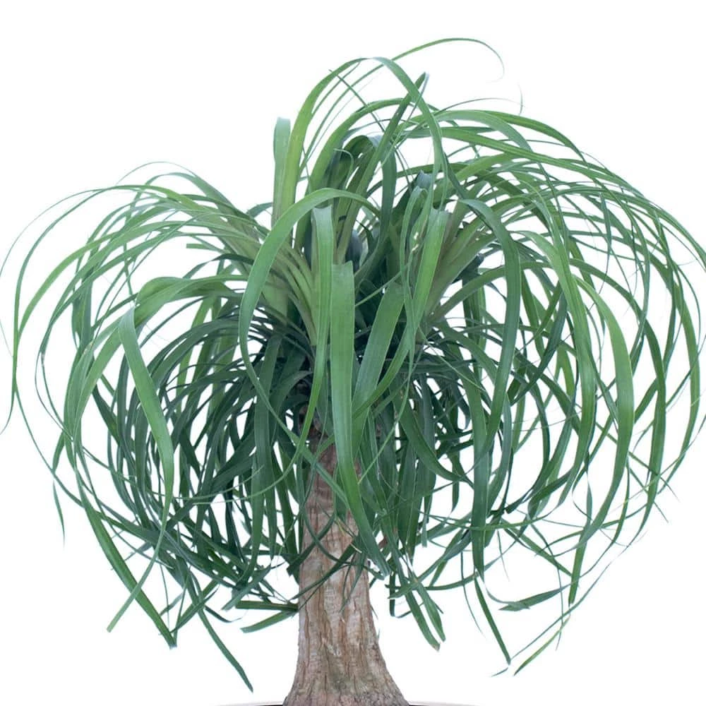 United Nursery 12 in. to 18 in. Tall Ponytail Palm Plant in White Decor Pot 4 United Nursery 12 in. to 18 in. Tall Ponytail Palm Plant in White Decor Pot - Image 2