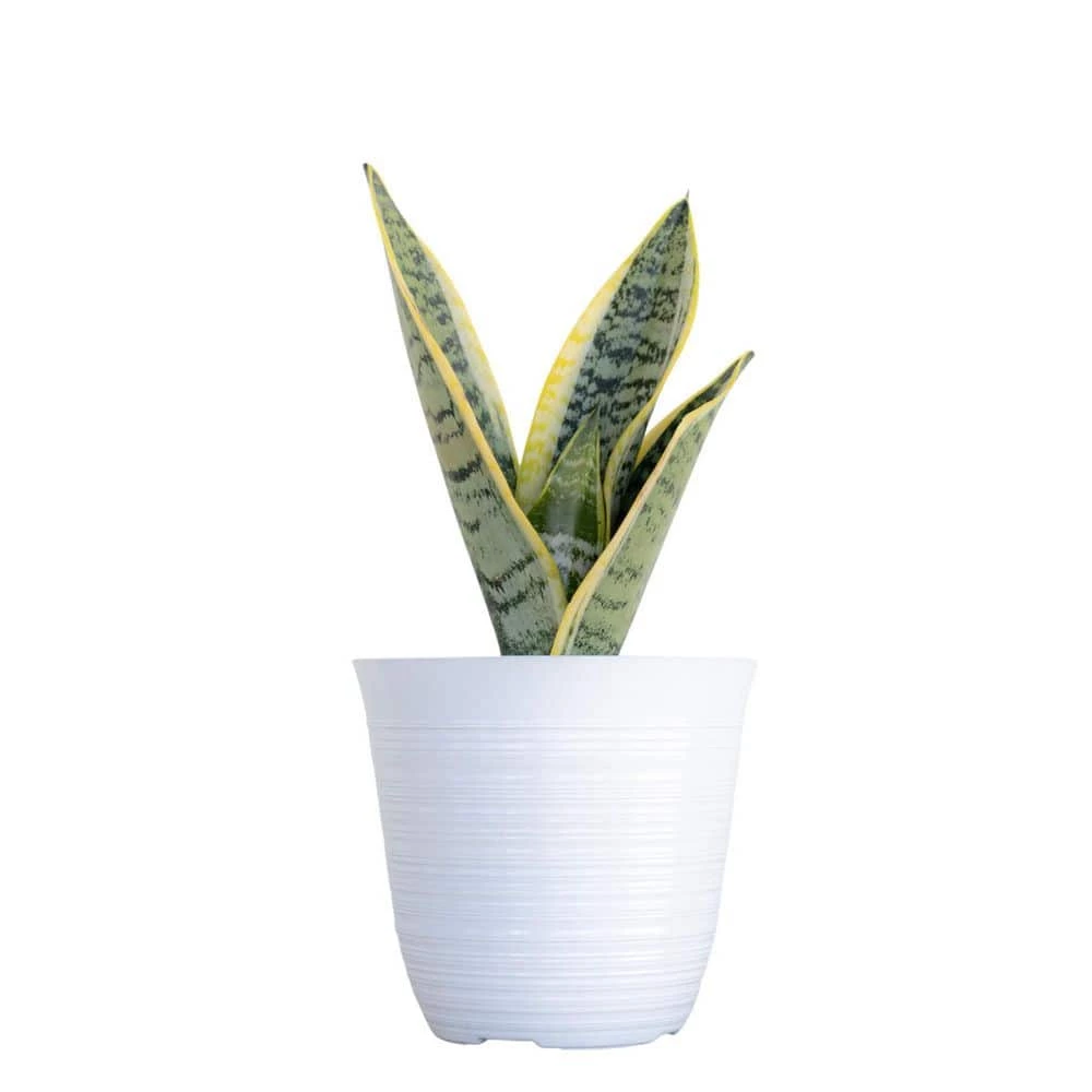 United Nursery 14 in. to 16 in. Tall Snake Plant Sansevieria Laurentii Plant in 6 in. White Decor Pot 3 United Nursery 14 in. to 16 in. Tall Snake Plant Sansevieria Laurentii Plant in 6 in. White Decor Pot