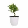 United Nursery 14 in. to 16 in. Tall Ficus Retusa Bonsai Plant in 6 in. White Decor Pot -Cheap Garden Center Store united nursery indoor plants 74479 64 1000