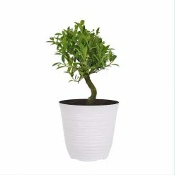 United Nursery 14 in. to 16 in. Tall Ficus Retusa Bonsai Plant in 6 in. White Decor Pot