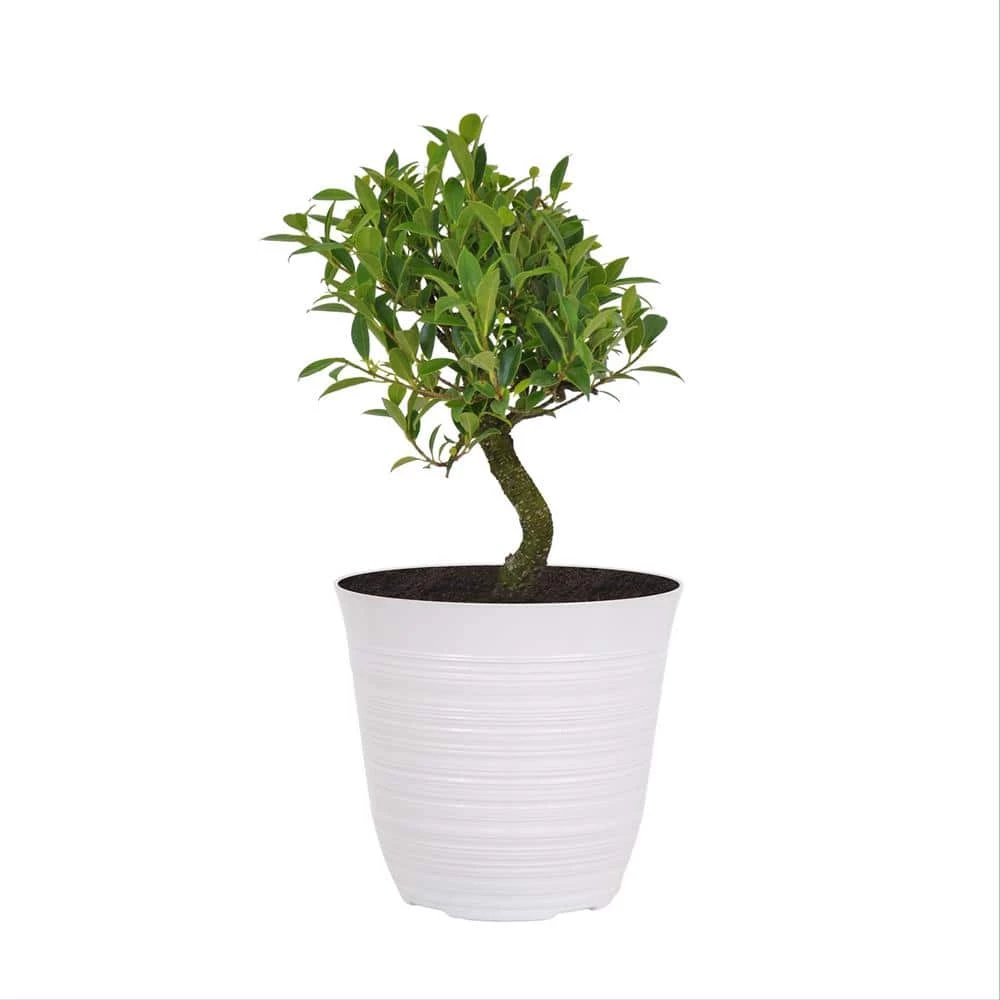 United Nursery 14 in. to 16 in. Tall Ficus Retusa Bonsai Plant in 6 in. White Decor Pot 3 United Nursery 14 in. to 16 in. Tall Ficus Retusa Bonsai Plant in 6 in. White Decor Pot