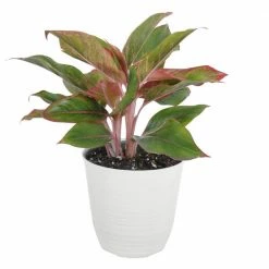 United Nursery 14 in. to 16 in. Tall Chinese Evergreen Aglaonema Plant in 6 in. White Decor Pot