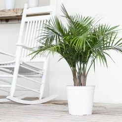 United Nursery Majesty Palm Plant 24 in. to 34 in. Tall in 10 in. White Decor Pot -Cheap Garden Center Store united nursery indoor plants 74509 31 1000