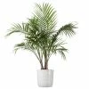 United Nursery Majesty Palm Plant 24 in. to 34 in. Tall in 10 in. White Decor Pot -Cheap Garden Center Store united nursery indoor plants 74509 64 1000