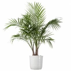United Nursery Majesty Palm Plant 24 in. to 34 in. Tall in 10 in. White Decor Pot