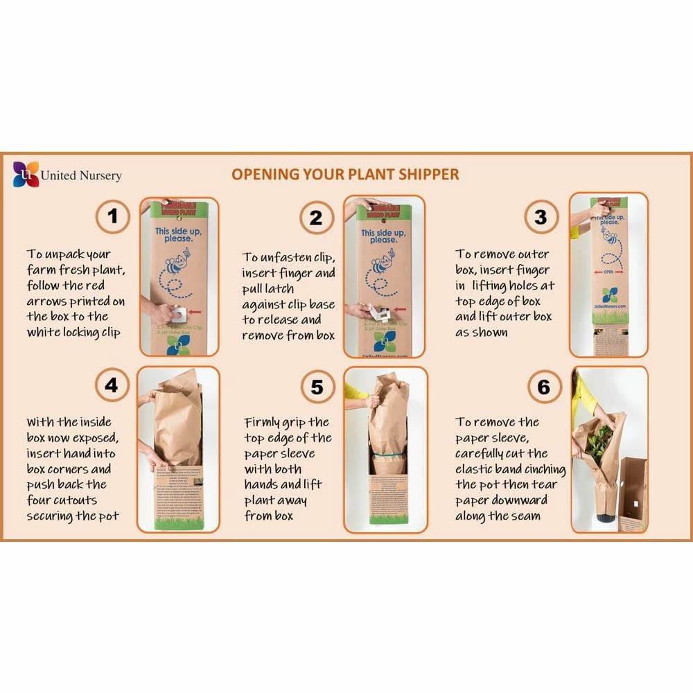 United Nursery Snake Plant Sansievieria Zeylanica Plant 24 in. to 34 in. Tall in 10 in. White Decor Pot 4 United Nursery Snake Plant Sansievieria Zeylanica Plant 24 in. to 34 in. Tall in 10 in. White Decor Pot - Image 2