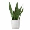 United Nursery Snake Plant Sansievieria Zeylanica Plant 24 in. to 34 in. Tall in 10 in. White Decor Pot -Cheap Garden Center Store united nursery indoor plants 74523 64 1000