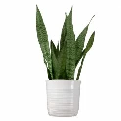 United Nursery Snake Plant Sansievieria Zeylanica Plant 24 in. to 34 in. Tall in 10 in. White Decor Pot