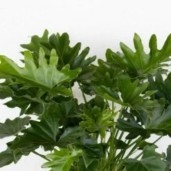 United Nursery Philodendron Selloum Plant 18 in. to 22 in. Tall in 10 in. White Decor Pot -Cheap Garden Center Store united nursery indoor plants 74561 1f 1000