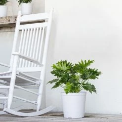 United Nursery Philodendron Selloum Plant 18 in. to 22 in. Tall in 10 in. White Decor Pot -Cheap Garden Center Store united nursery indoor plants 74561 31 1000