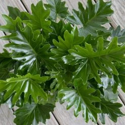 United Nursery Philodendron Selloum Plant 18 in. to 22 in. Tall in 10 in. White Decor Pot -Cheap Garden Center Store united nursery indoor plants 74561 4f 1000