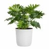 United Nursery Philodendron Selloum Plant 18 in. to 22 in. Tall in 10 in. White Decor Pot 1 United Nursery Philodendron Selloum Plant 18 in. to 22 in. Tall in 10 in. White Decor Pot -Cheap Garden Center Store united nursery indoor plants 74561 64 1000