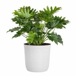 United Nursery Philodendron Selloum Plant 18 in. to 22 in. Tall in 10 in. White Decor Pot