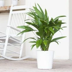 United Nursery Fan Palm Plant 24 in. to 34 in. Tall in 10 in. White Decor Pot -Cheap Garden Center Store united nursery indoor plants 74592 31 1000